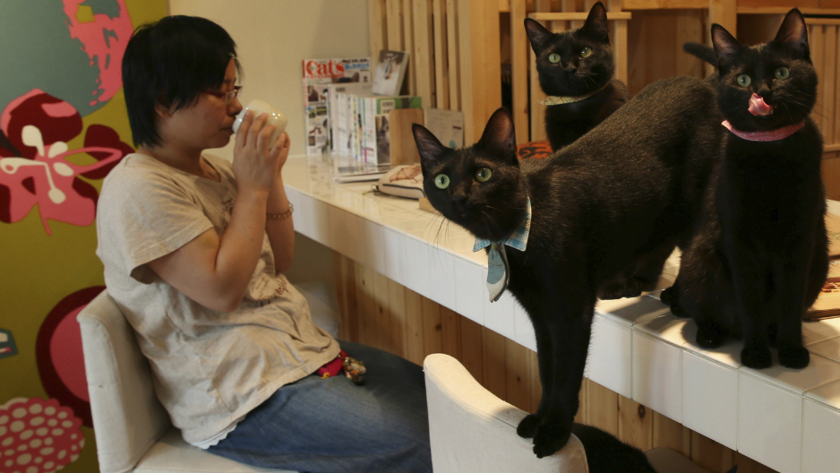 คาเฟ่แมว Cat Café Nekobayaka