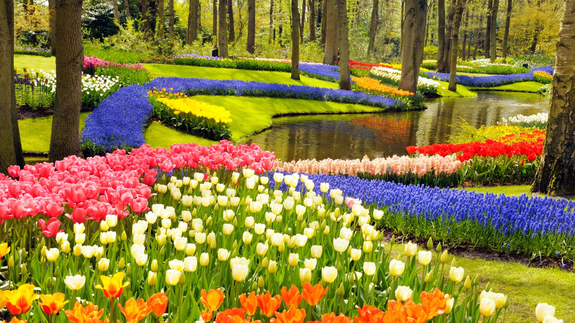 เทศกาลดอกทิวลิป, Kuekenhof, เนเธอร์แลนด์,ฮอลล์แลนด์,Netherlands