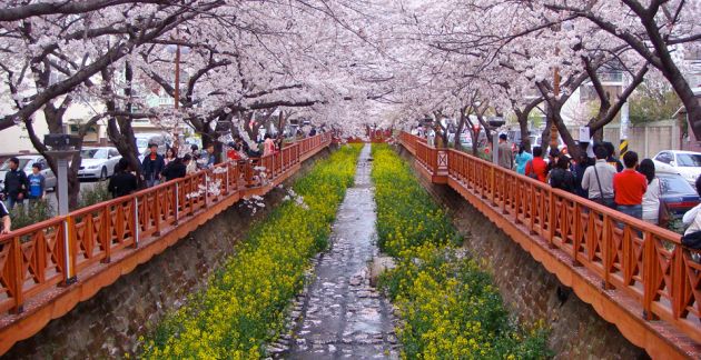 ฤดูกาลในเกาหลี ชมทิวทัศน์สวยงามที่เปลี่ยนไปตามฤดูกาลในเกาหลี