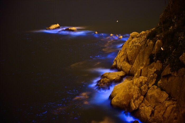 ทะเลเรืองแสง ไต้หวัน