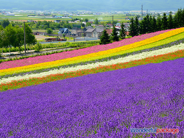 แหล่งท่องเที่ยวญี่ปุ่น Furano