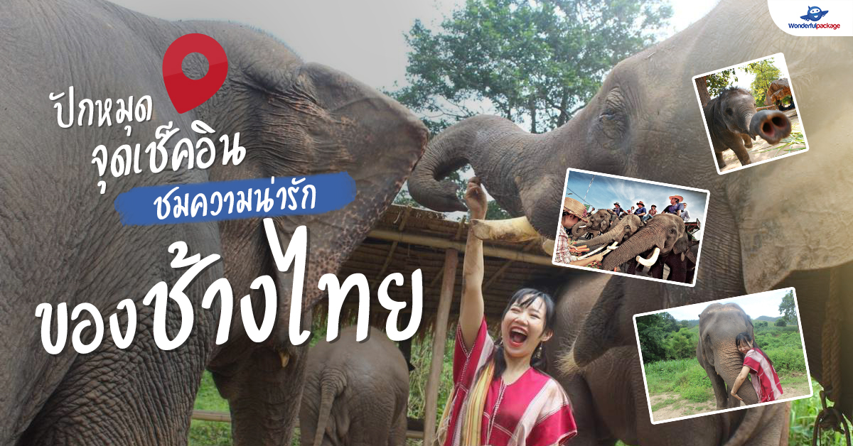 ปักหมุดจุดเช็คอิน ชมความน่ารักของช้างไทย