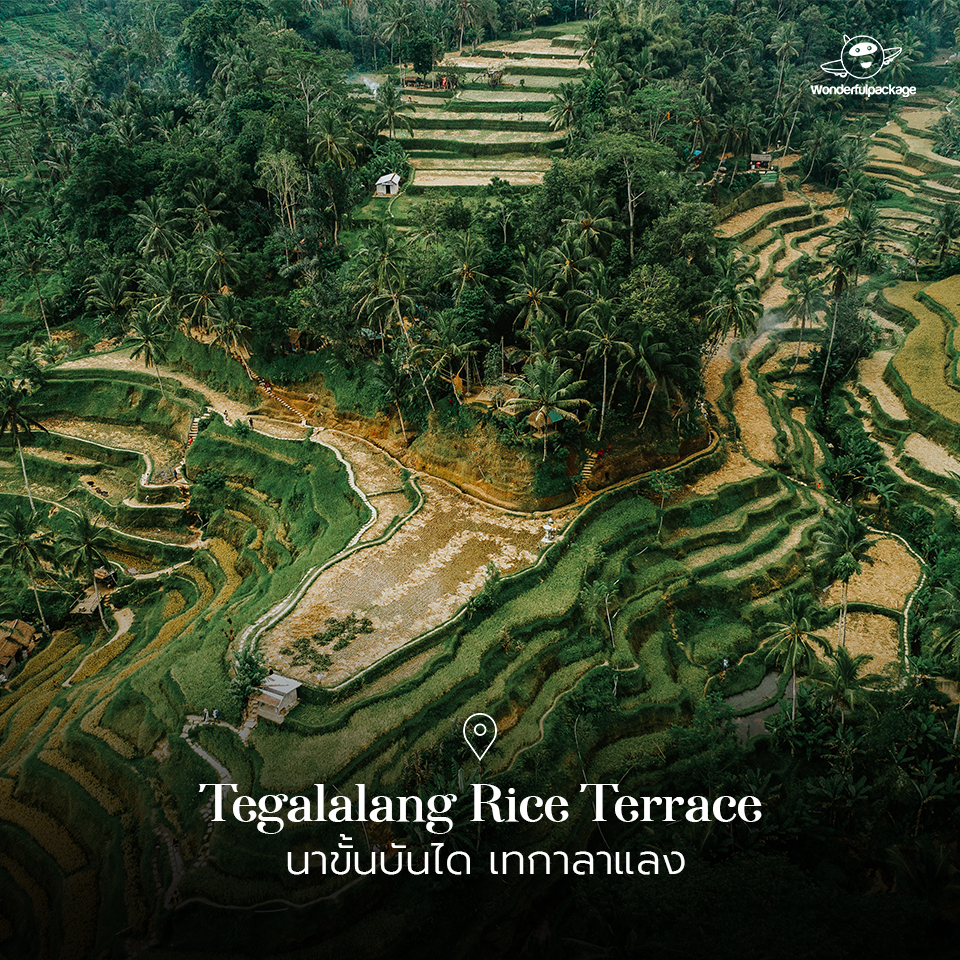 Tegalalang Rice Terrace นาขั้นบันได เทกาลาแลง