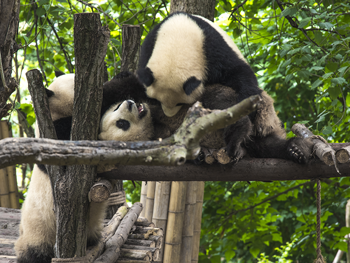 สถานที่มรดกโลกทางธรรมชาติของจีน เขตอนุรักษ์พันธุ์สัตว์ป่าซื่อชวน (Sichuan Giant Panda Sanctuaries)