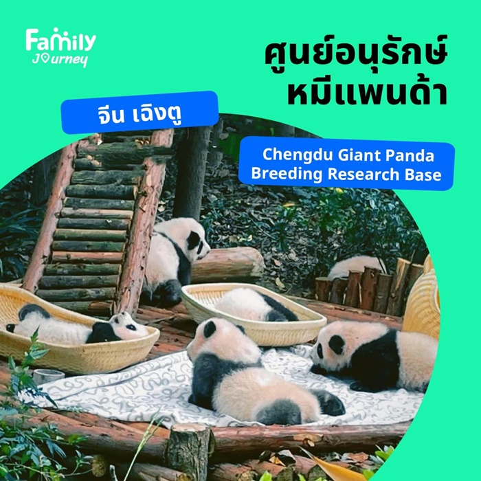 พาลูกเที่ยว จีน – ศูนย์อนุรักษ์หมีแพนด้า (Chengdu Giant Panda Breeding Research Base)