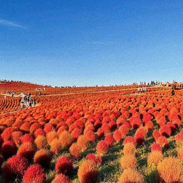 อัปเลเวลความสดใสของวัน ด้วยทุ่ง Kochia สีแดง @Hitachi Seaside Park