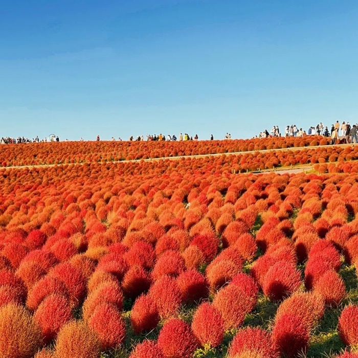 อัปเลเวลความสดใสของวัน ด้วยทุ่ง Kochia สีแดง @Hitachi Seaside Park