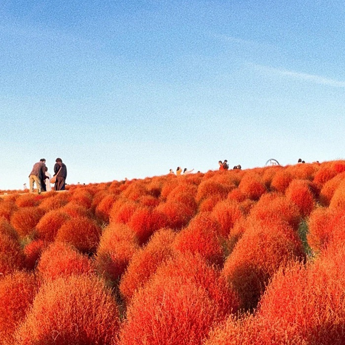 อัปเลเวลความสดใสของวัน ด้วยทุ่ง Kochia สีแดง @Hitachi Seaside Park