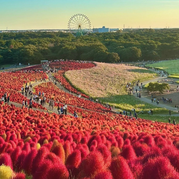 อัปเลเวลความสดใสของวัน ด้วยทุ่ง Kochia สีแดง @Hitachi Seaside Park