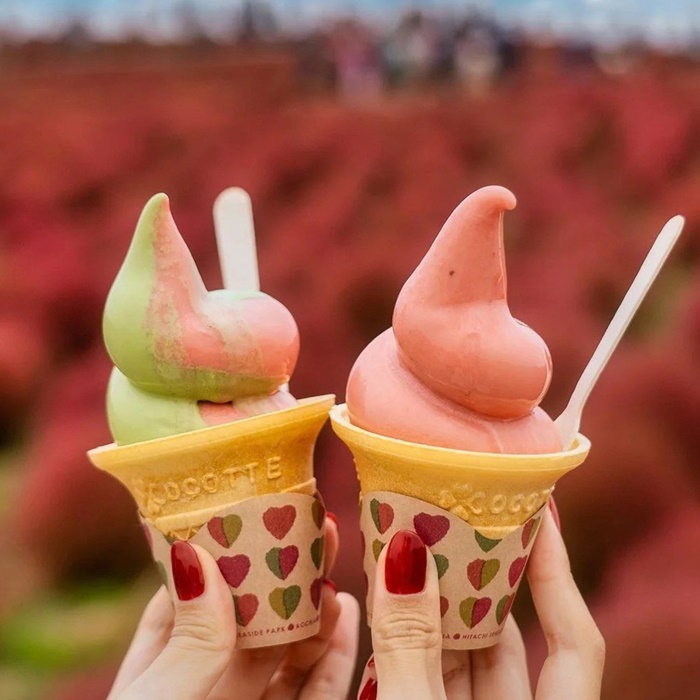 อัปเลเวลความสดใสของวัน ด้วยทุ่ง Kochia สีแดง @Hitachi Seaside Park