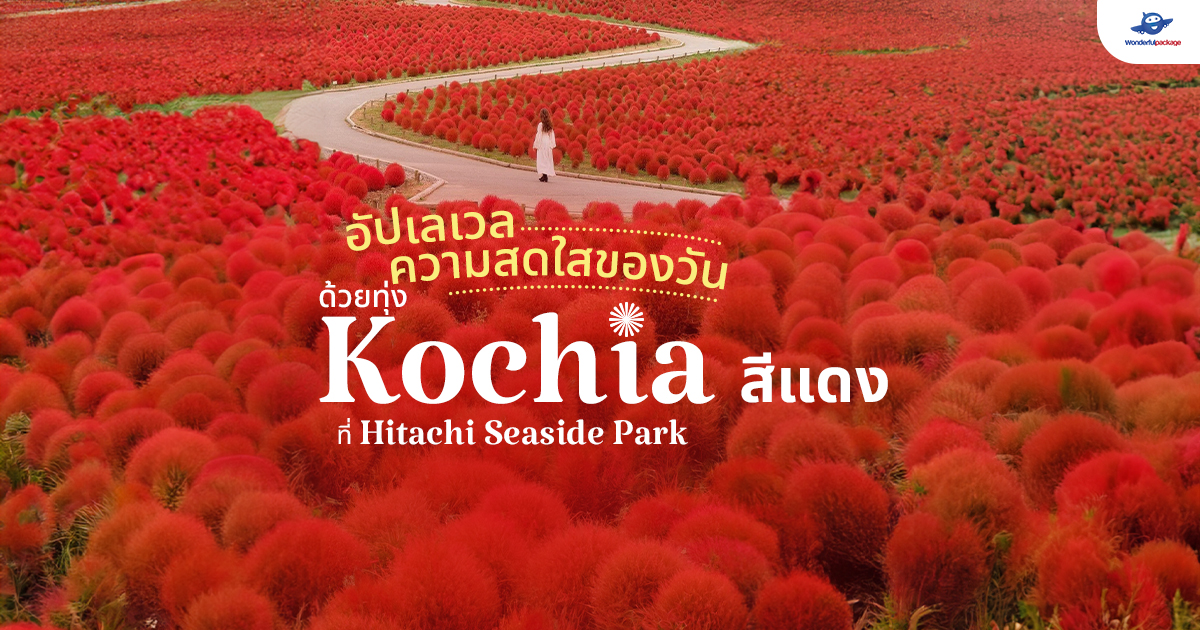 อัปเลเวลความสดใสของวัน ด้วยทุ่ง Kochia สีแดง @Hitachi Seaside Park