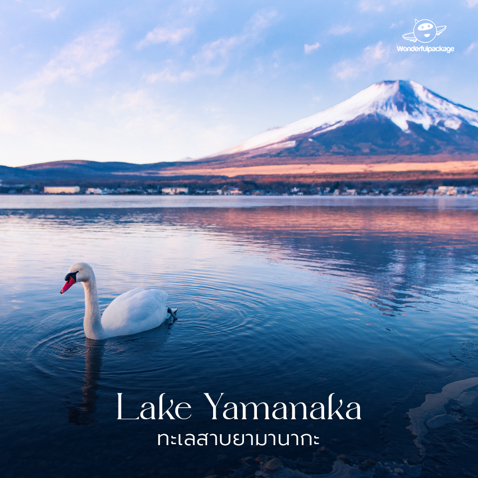 ภูเขาไฟฟูจิ ทะเลสาบยามานากะ (Lake Yamanaka) 