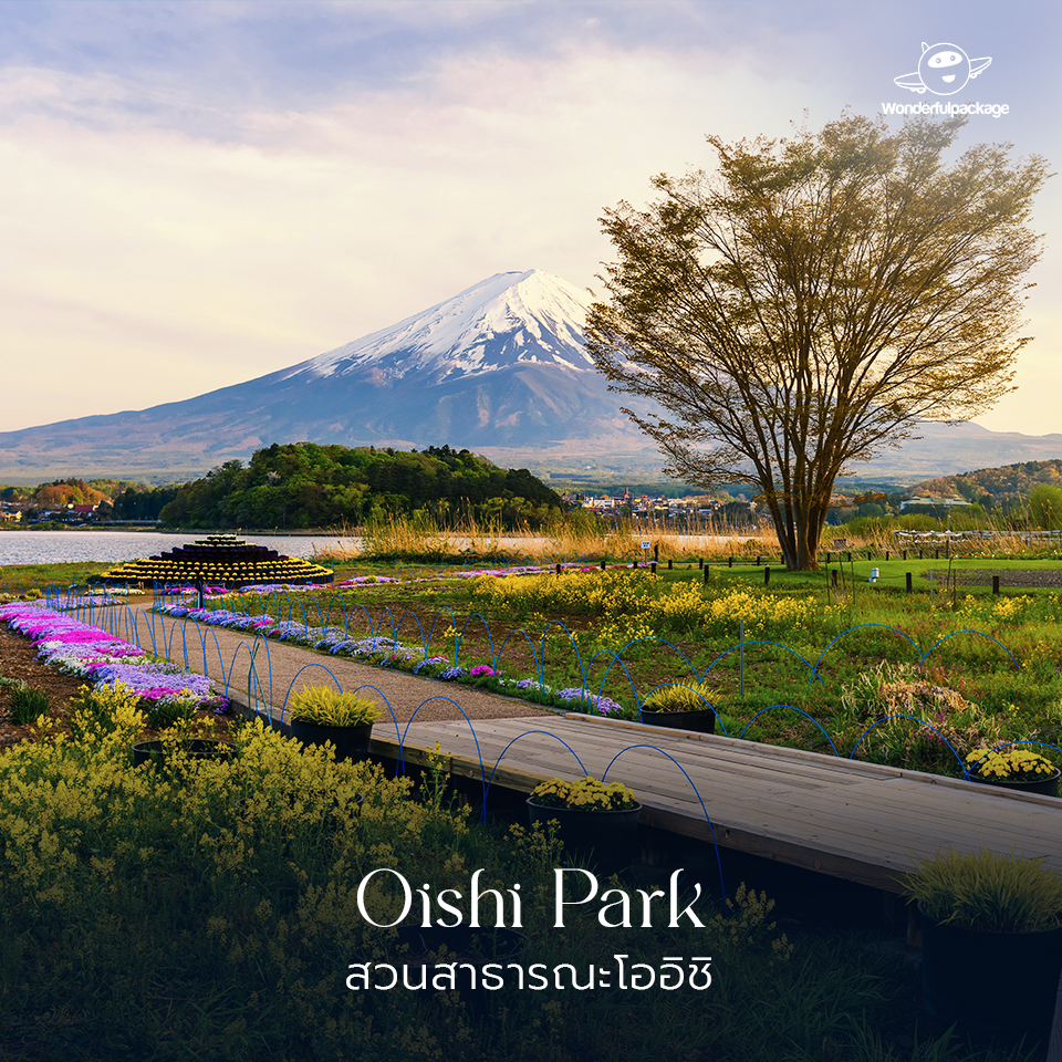ภูเขาไฟฟูจิ สวนสาธารณะโออิชิ (Oishi Park) 