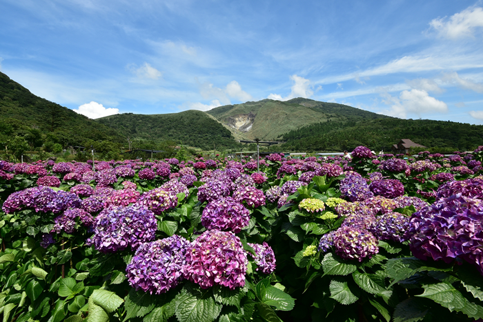 ที่เที่ยวไทเป อุทยานหยางหมิงซาน (Yangmingshan National Park)