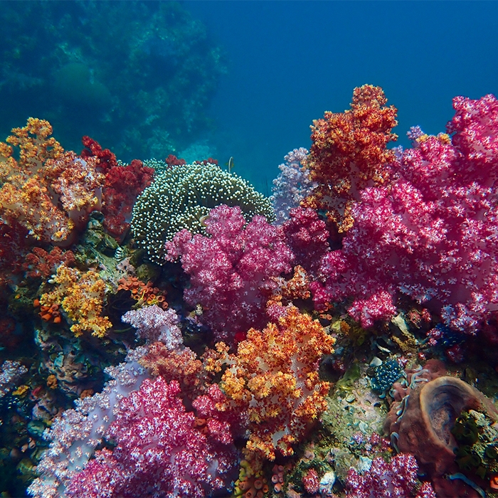ตื่นตาปะการังเจ็ดสี ร่องน้ำจาบัง หลีเป๊ะ