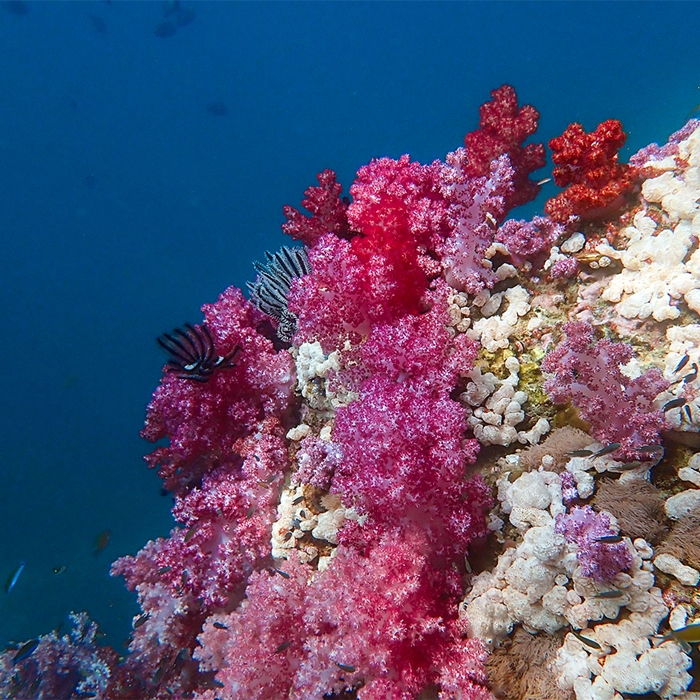 ตื่นตาปะการังเจ็ดสี ร่องน้ำจาบัง หลีเป๊ะ
