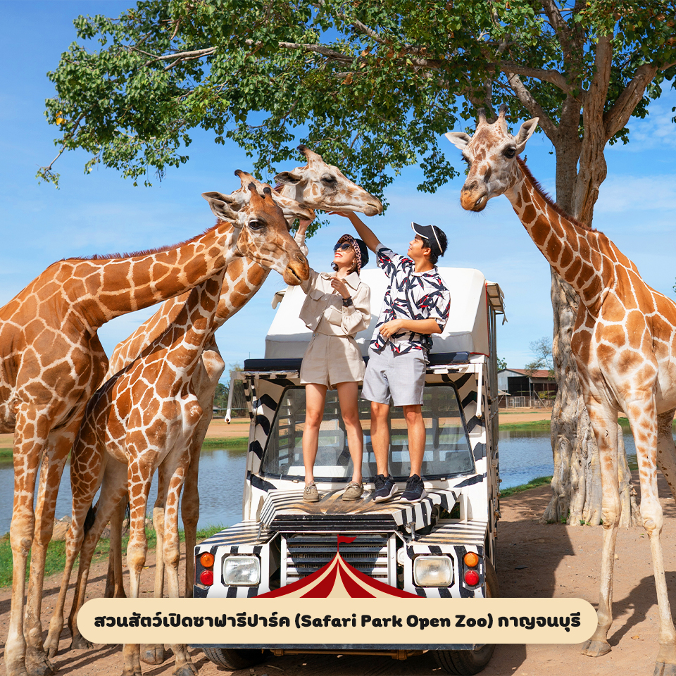 สวนสัตว์เปิดซาฟารีปาร์ค (Safari Park Open Zoo) กาญจนบุรี