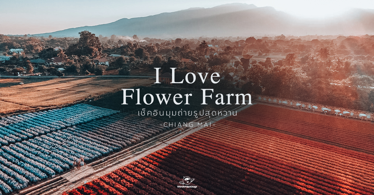 เช็คอินมุมถ่ายรูปสุดหวาน I Love Flower Farm เชียงใหม่
