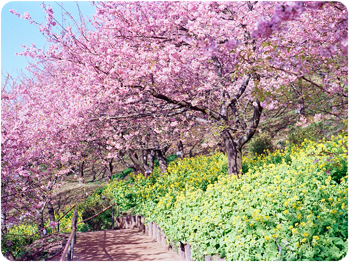 เทศกาลดอกซากุระบานในคาวาซุ (Kawazu Cherry Bloom Festival)