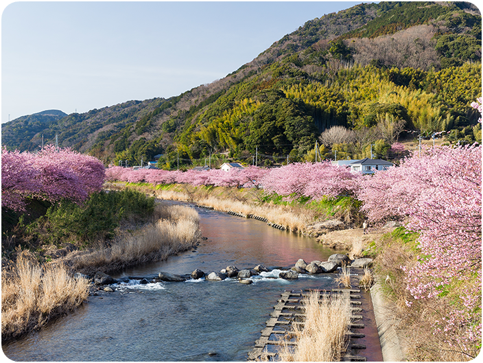 เทศกาลดอกซากุระบานในคาวาซุ (Kawazu Cherry Bloom Festival)