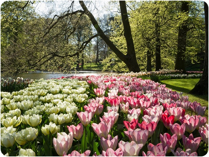 สวนดอกไม้เคอเคนฮอฟ (Keukenhof)