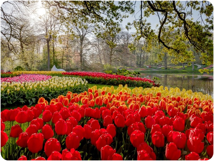 สวนดอกไม้เคอเคนฮอฟ (Keukenhof)