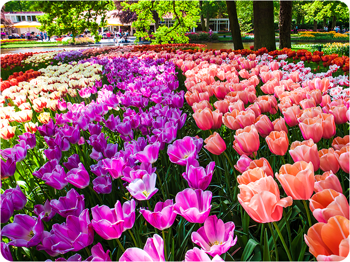 สวนดอกไม้เคอเคนฮอฟ (Keukenhof)