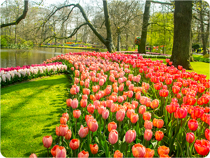 สวนดอกไม้เคอเคนฮอฟ (Keukenhof)