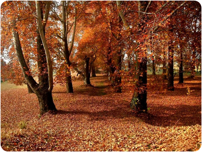 กุลมาร์ค (Gulmarg) autumn