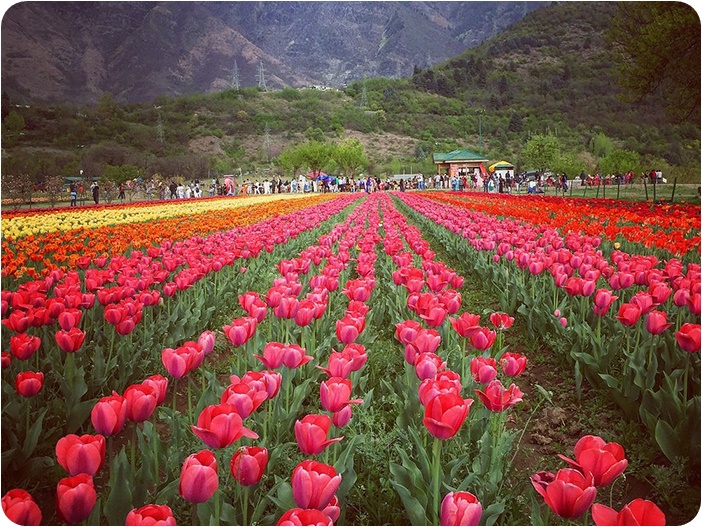 สวนทิวลิปอนุสรณ์สถานอินทิราคานธี (Indira Gandhi Memorial Tulip Garden)