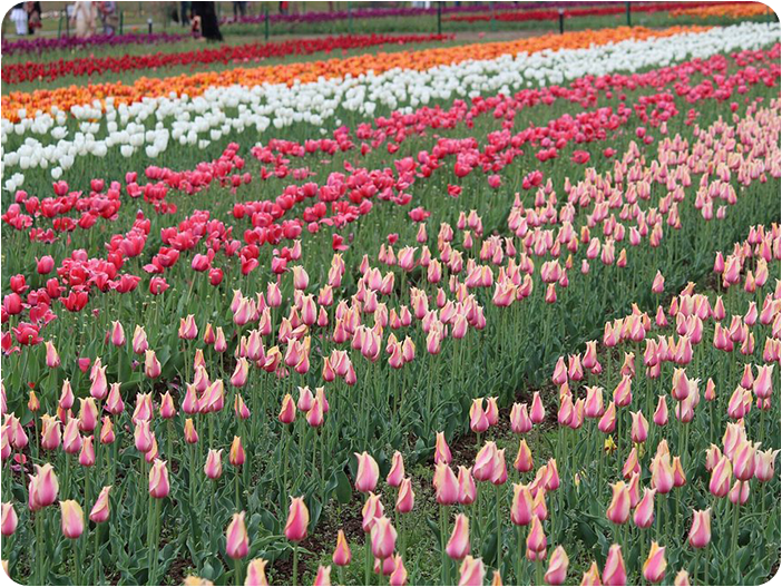 สวนทิวลิปอนุสรณ์สถานอินทิราคานธี (Indira Gandhi Memorial Tulip Garden)