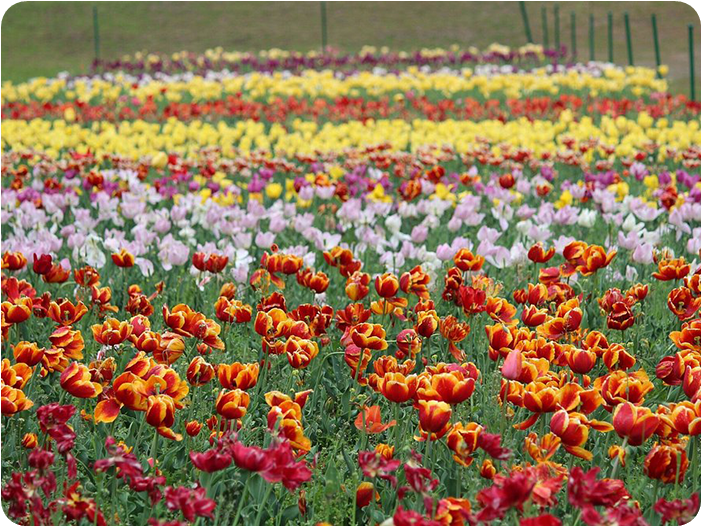 สวนทิวลิปอนุสรณ์สถานอินทิราคานธี (Indira Gandhi Memorial Tulip Garden)