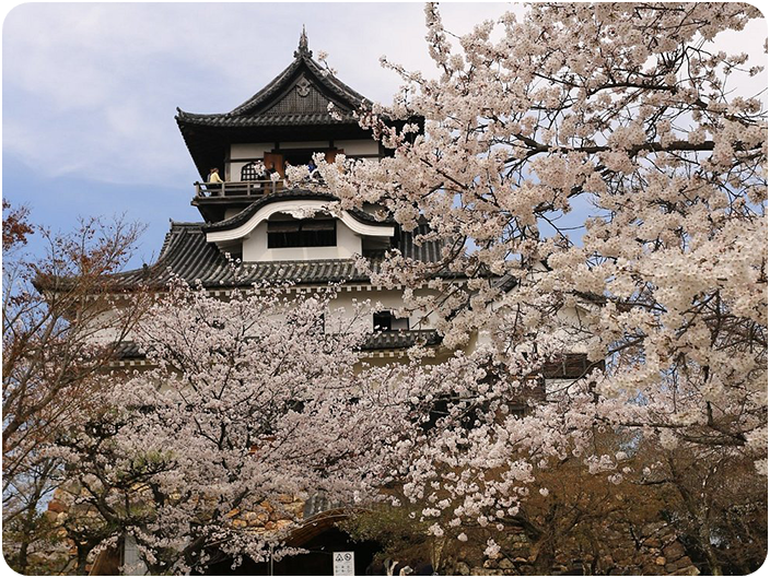 ซากุระบริเวณรอบ ปราสาทอินุยะมะ (Inuyama Castle)