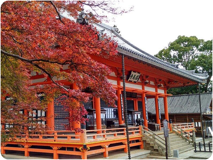 วัดคัตสึโอจิ หรือวัดดารุมะ  (Katsuoji Temple) autumn