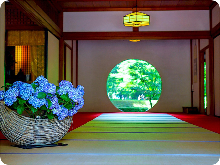 ชมดอกไฮเดรนเยีย วัดเมเกซึอิน (Meigetsuin Temple)