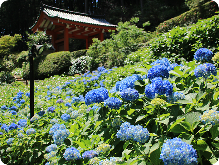 วัดมิมูโระโทจิ (Mimurotoji Temple)