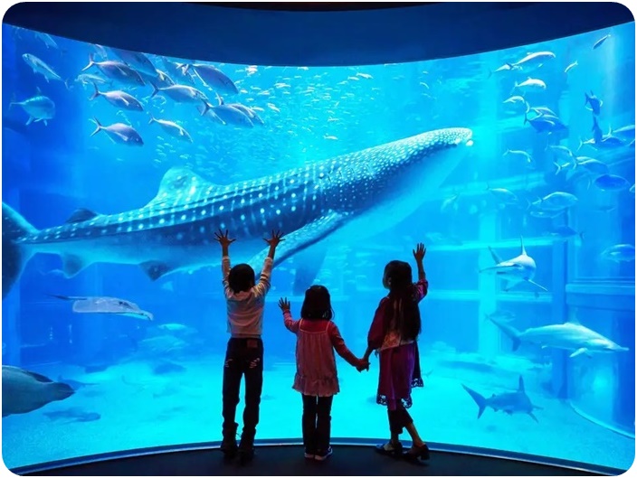 พิพิธภัณฑ์สัตว์น้ำไคยูคัง (Osaka Aquarium KAIYUKAN)