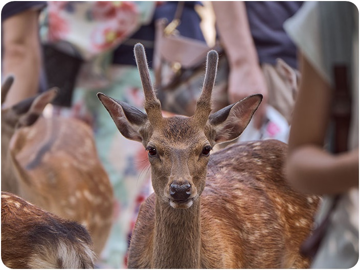 สวนกวางนารา (Nara deer park)