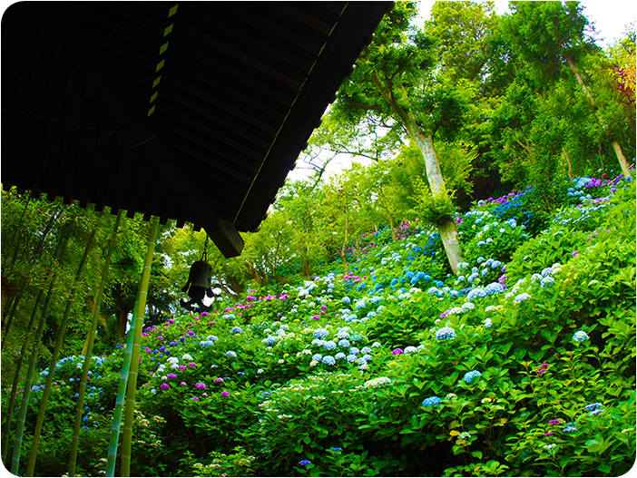 วัดเจ้าแม่กวนอิม หรือ วัดฮาเซเดระ (Hasedera Temple)