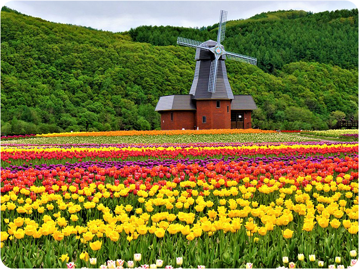 ทุ่งดอกทิวลิป สวนคะมิยูเบทสึ (Kamiyubetsu Tulip Park)