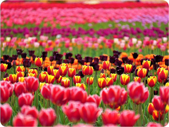 ทุ่งดอกทิวลิป สวนคะมิยูเบทสึ (Kamiyubetsu Tulip Park)