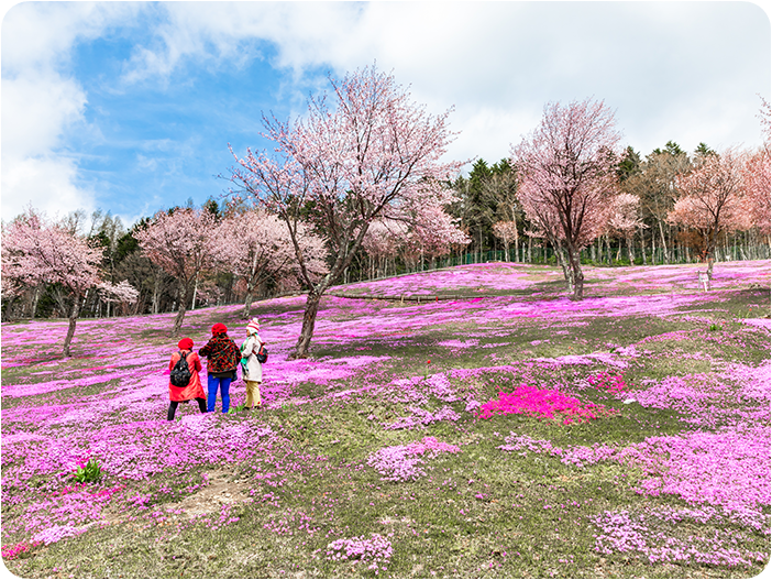 ชมทุ่งดอกพิงค์มอส สวนทาคิโนะอุเอะ (Takinoue Park)