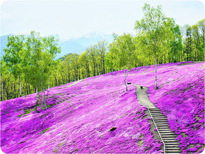 ชมทุ่งดอกพิงค์มอส สวนทาคิโนะอุเอะ (Takinoue Park)