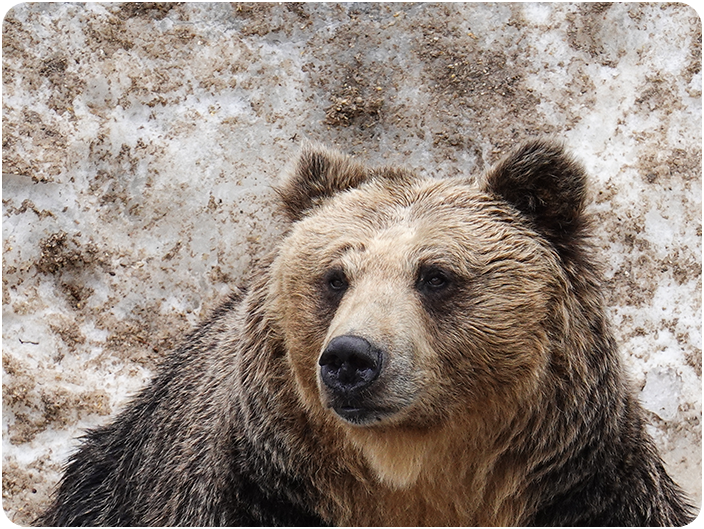 ฟาร์มหมีภูเขาไฟโชวะชินซัน (Showa-Shinzan Bear Park)