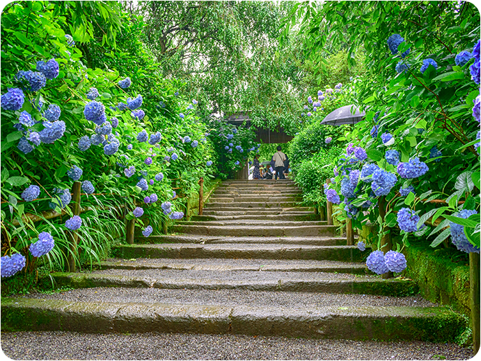 ชมดอกไฮเดรนเยีย วัดเมเกซึอิน (Meigetsuin Temple)