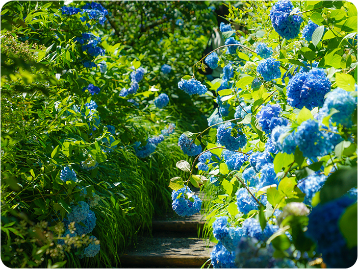 ชมดอกไฮเดรนเยีย วัดเมเกซึอิน (Meigetsuin Temple)