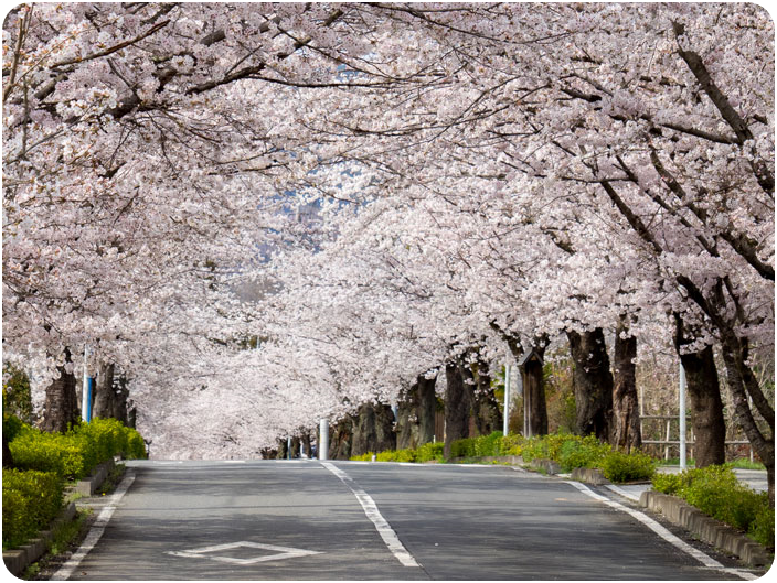 อุโมงค์ซากุระเส้นทางนิกโกะไคโดะ (Nikko Kaido Cherry Blossom)