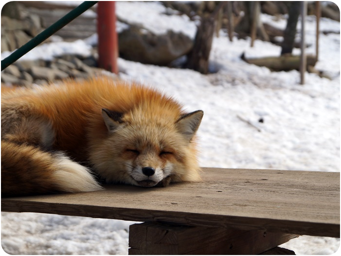 หมู่บ้านสุนัขจิ้งจอกแห่งซาโอะ (Zao Fox Village)