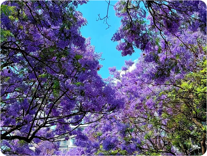 ชมดอกดอกแจ็คกาแรนด้า (Jacaranda) บานสะพรั่งทั่วเมืองคุนหมิง, ดอกศรีตรัง