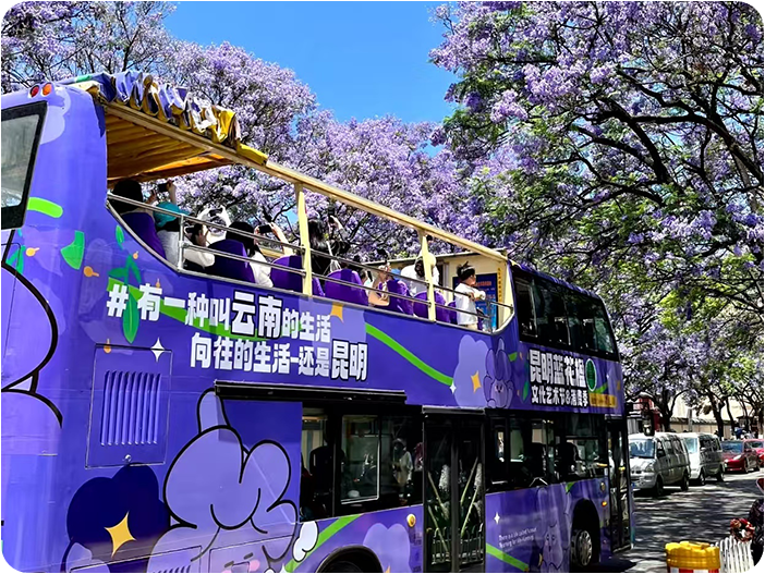 ชมดอกดอกแจ็คกาแรนด้า (Jacaranda) บานสะพรั่งทั่วเมืองคุนหมิง, ดอกศรีตรัง